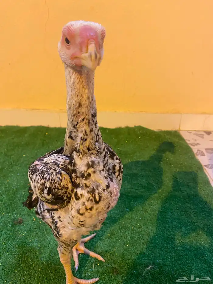 دجاج فارسي للبيع فرخ 4