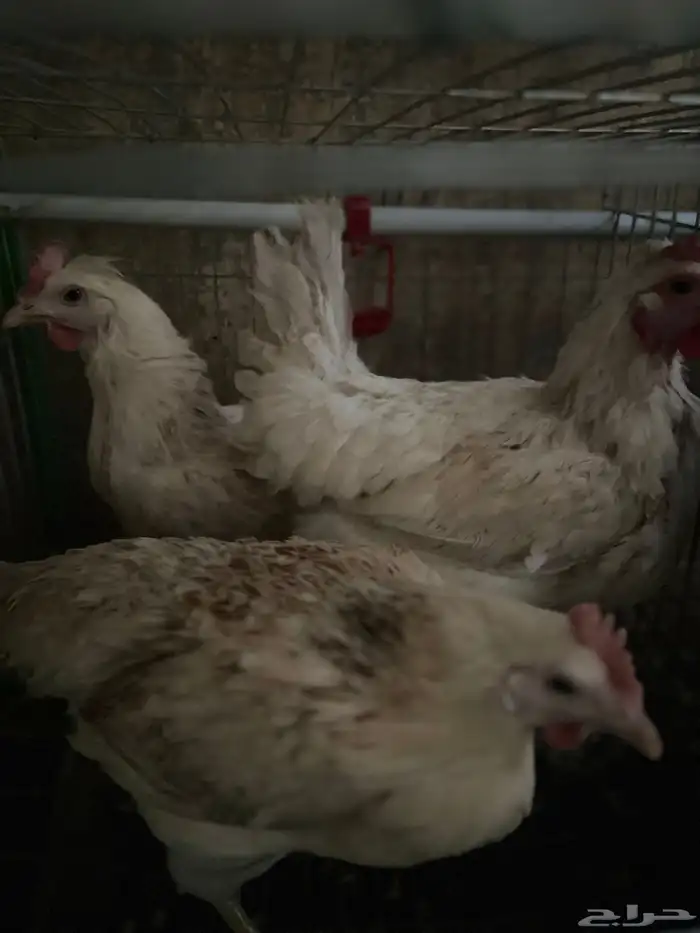 ديك و 7 دجاج 1