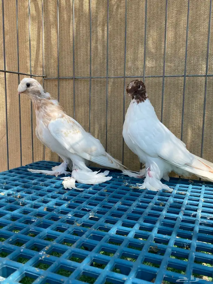 حمام زينه 11