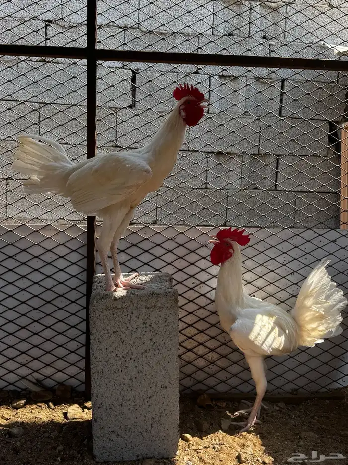 ديوكه للبيع 0