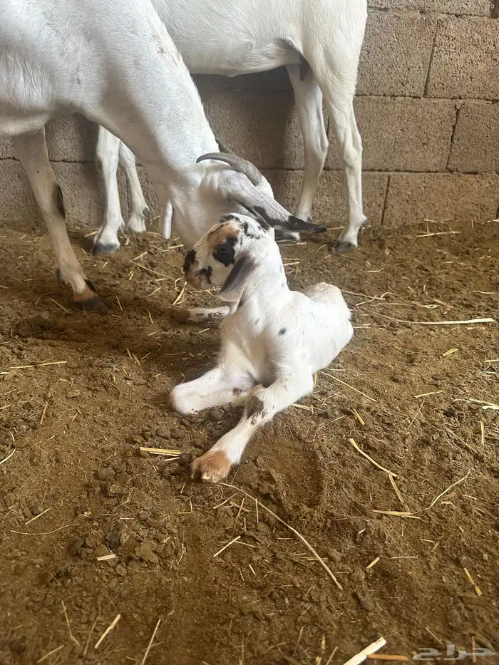 تيس بيشي اصيل 6