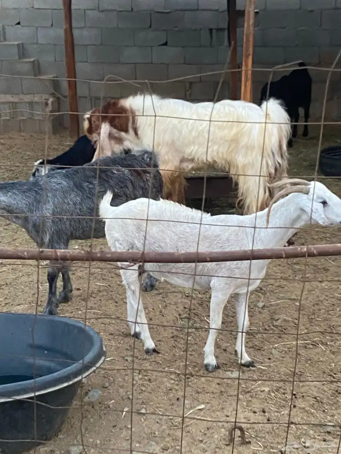 تيس فحل سديس جرم فاخر اجم 2