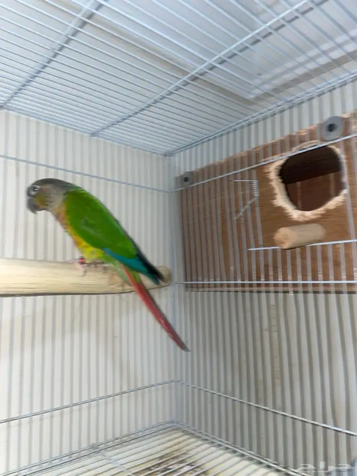 جوز كنيور منتج شرط 3