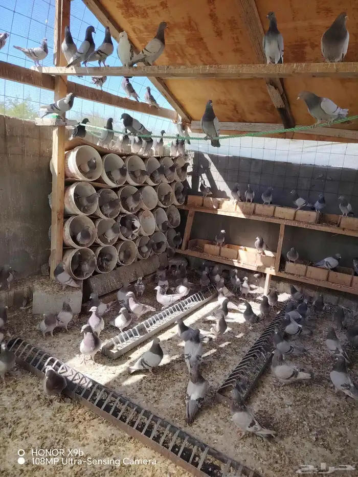 حمام فرنسي سوبر جامبو 0