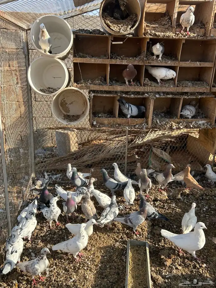 السلام عليكم للبيع حمام مهجن سلفر فرنسي على السوووم الجوز 6