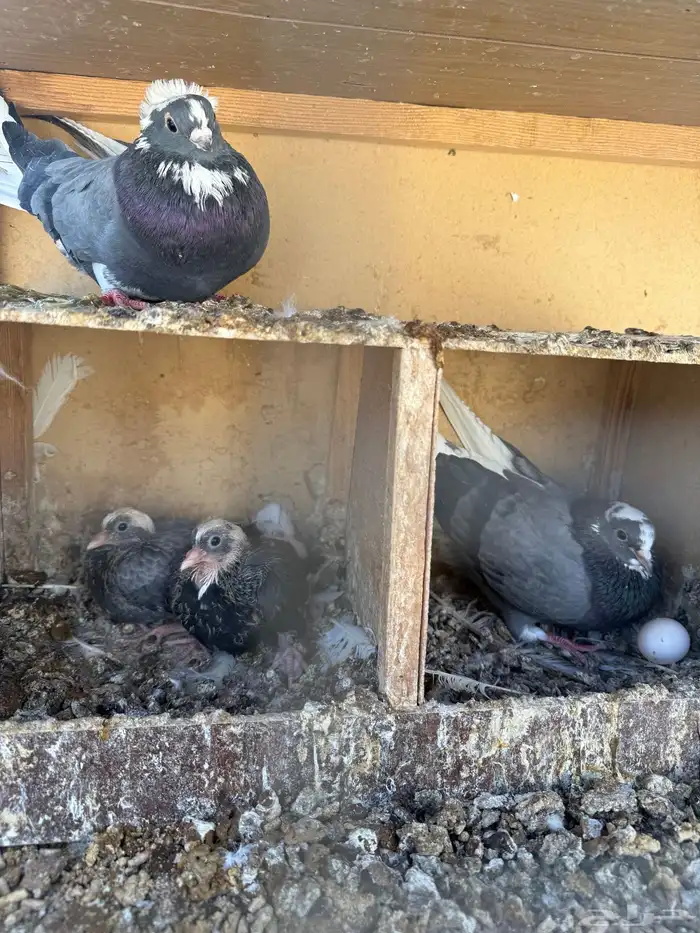 حمام قطايف 6