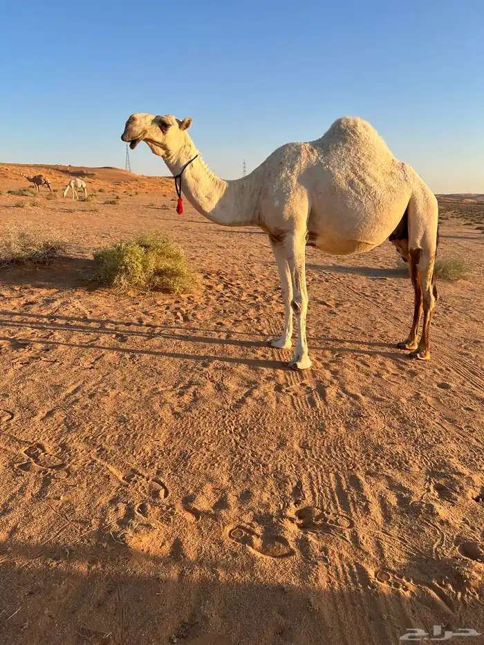 لقحه وضحا للبيع 1