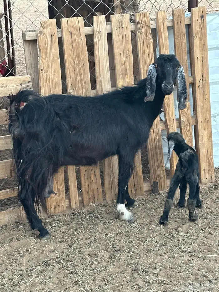 مسوي عليها تيس 2