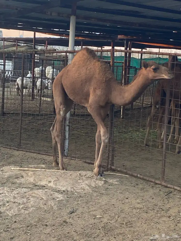 قعدان للبيع 3