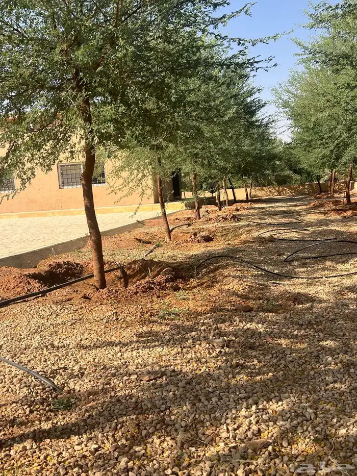 العنوان شقراء 10