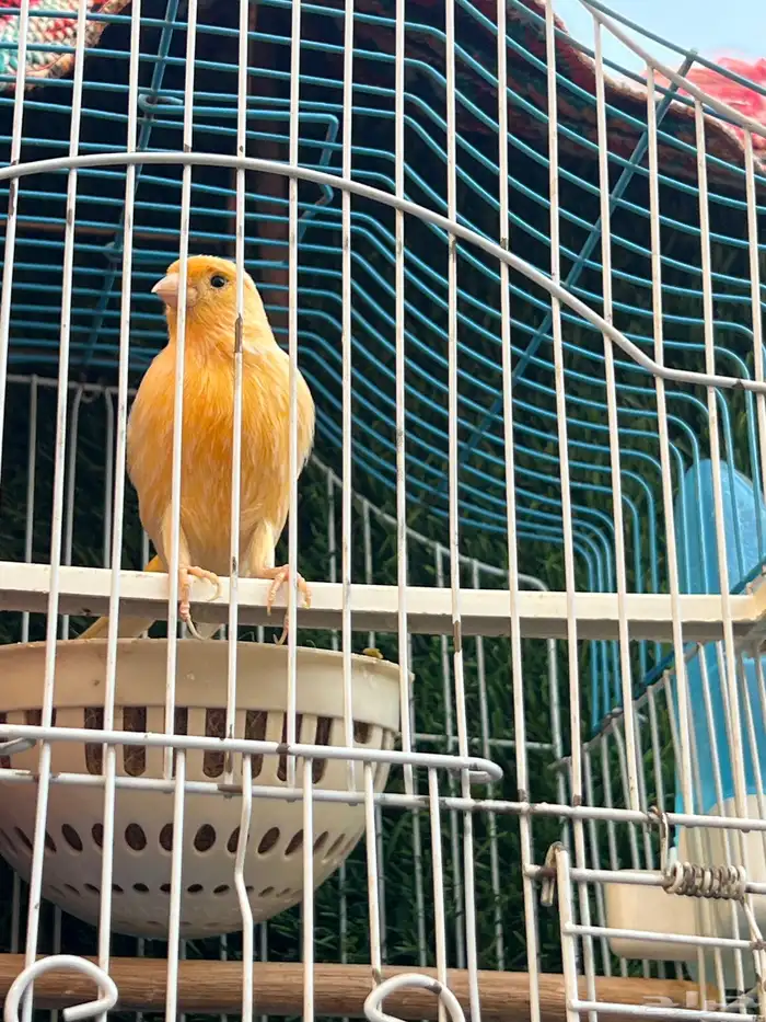 حسون للبيع 0