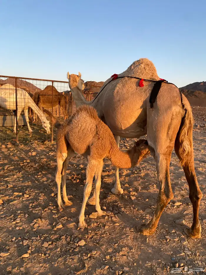 خلفه مصغر وصغيرة سن وتحتها بكره طيبه تممم البيعع 4