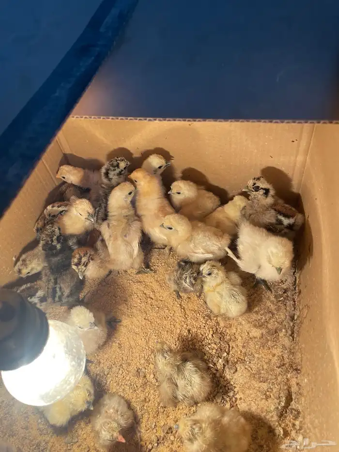 صوص قطني ( سلكي ) 0