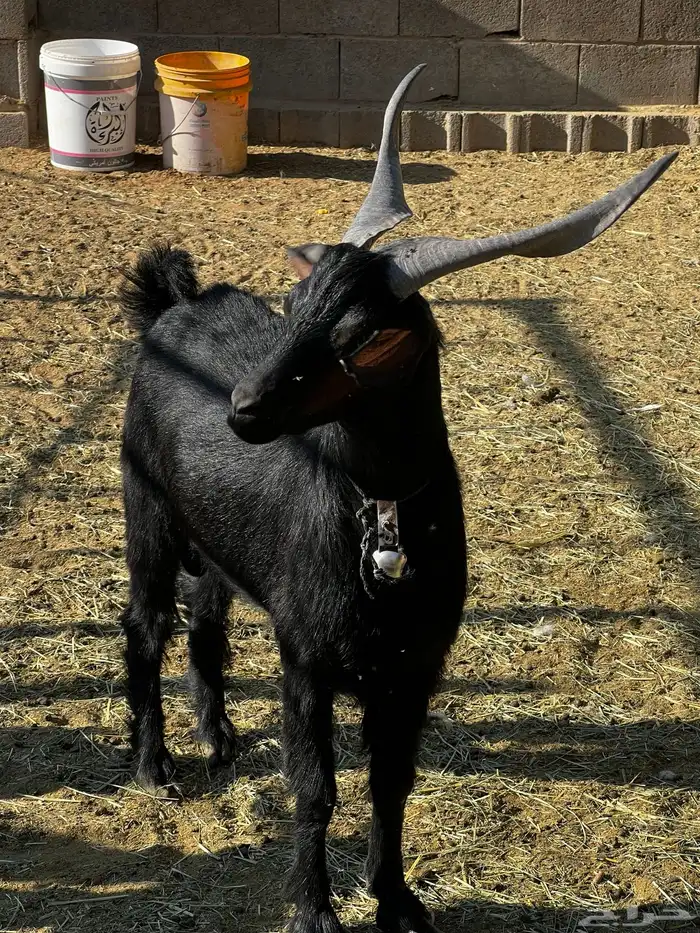 تيس فحل ادغس كفو وصنف طيب جدا 2