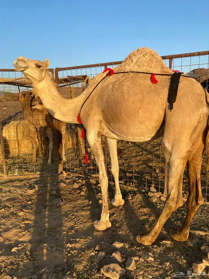 خلفه مصغر وصغيرة سن وتحتها بكره طيبه تممم البيعع 1