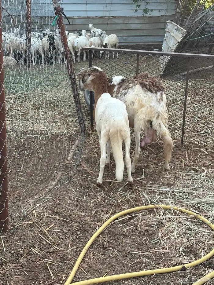 نعجه سواكني تبعها خروف 0