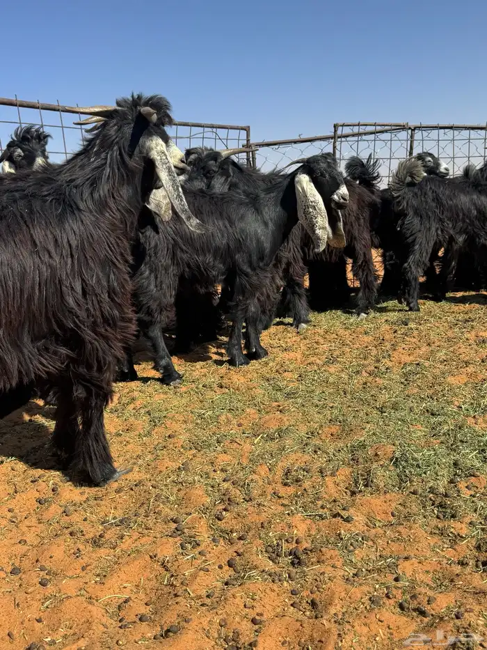 تيوس للبيع 7