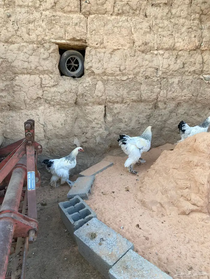 دجاج براهما للبيع 5