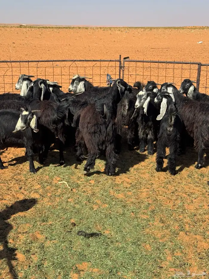 تيوس للبيع 0