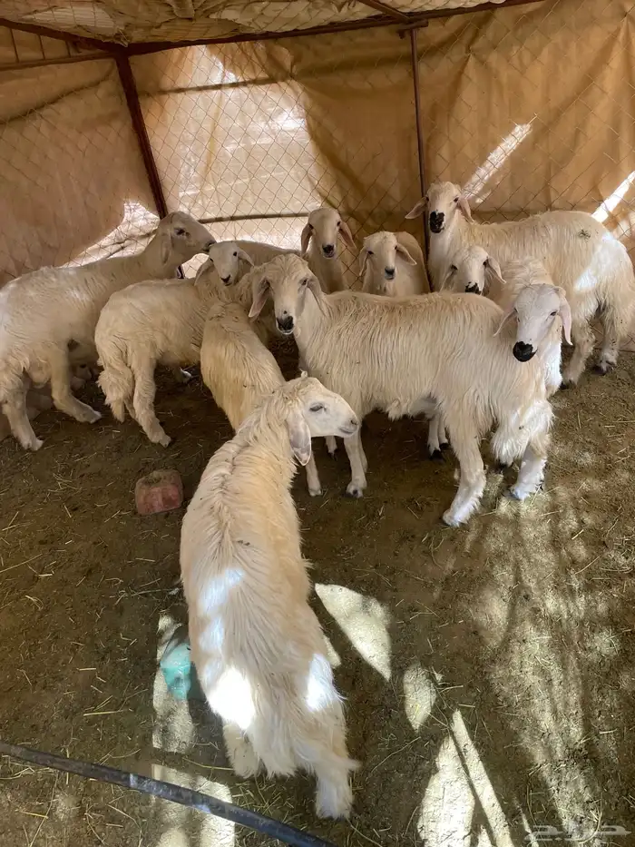 خرفان كفو للبيع 0