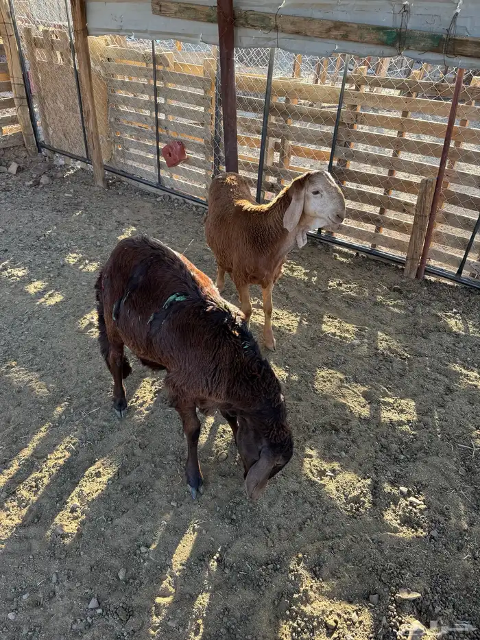 طليان سواكني تم البيع 2