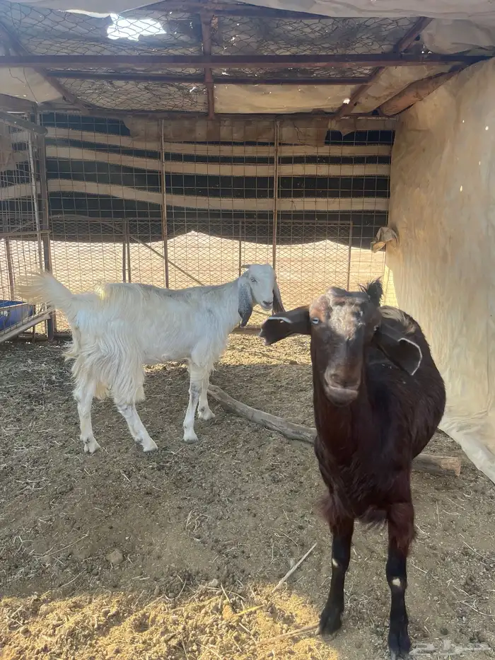 معزا للبيع 1