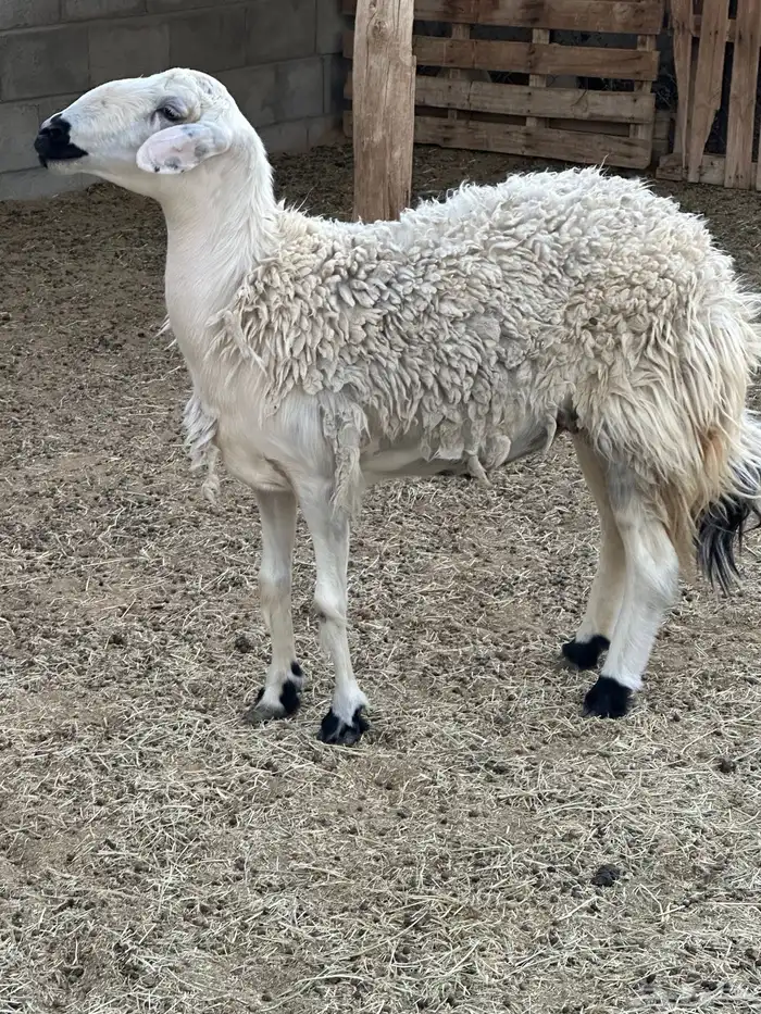 حايل حميس سديس 2