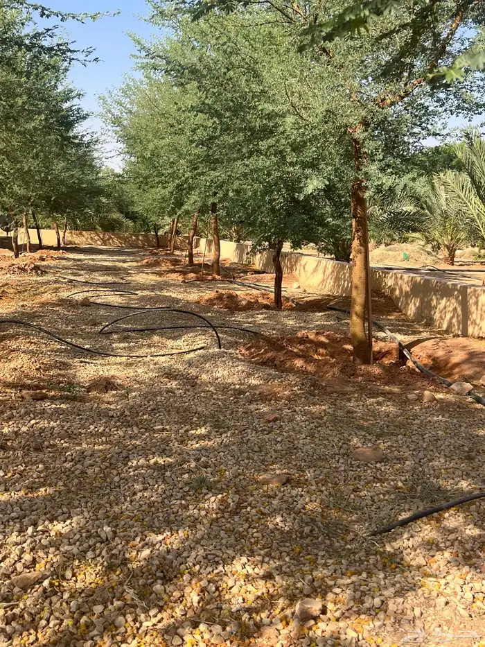 العنوان شقراء 11