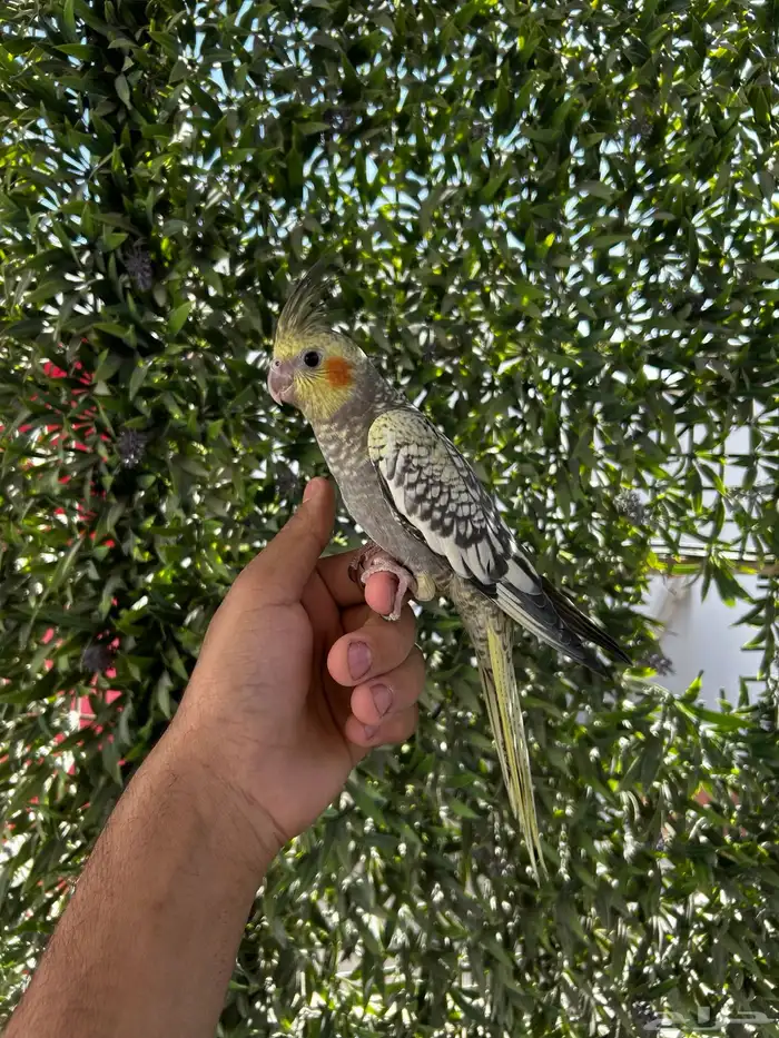 فرخ كروان اليف و هدد داخلي 1