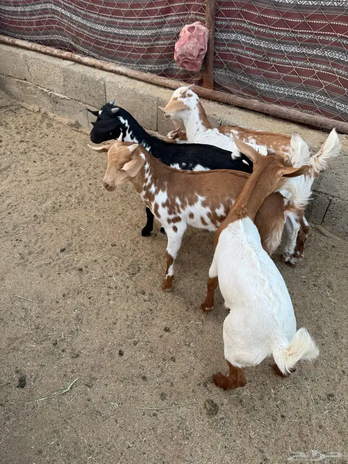 عرس حص تيوس وعناق 2