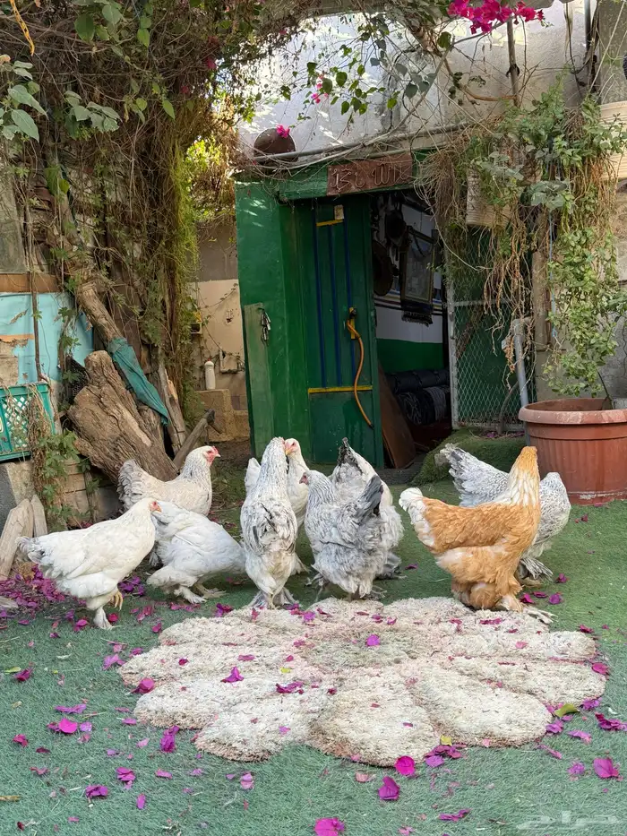 دجاج براهما 10