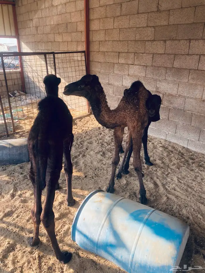 حيران ضيار للبيع بكره صفرى وقعودين مجاهيم 1