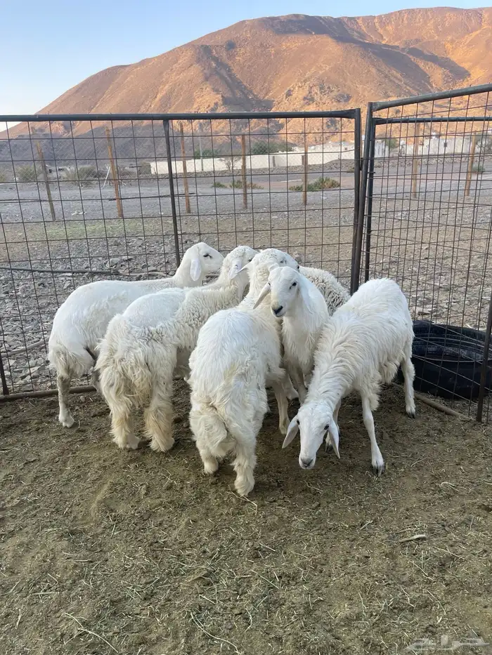 ( تم البيع )طليان حريات 0