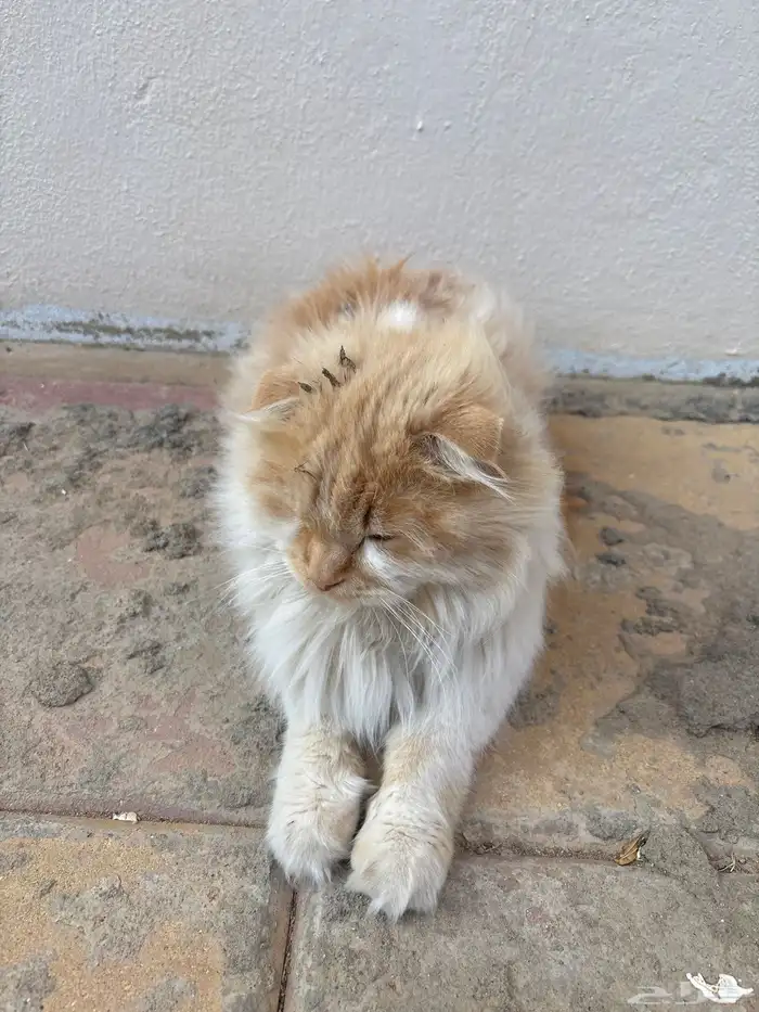 بساس بيت مرميه 0