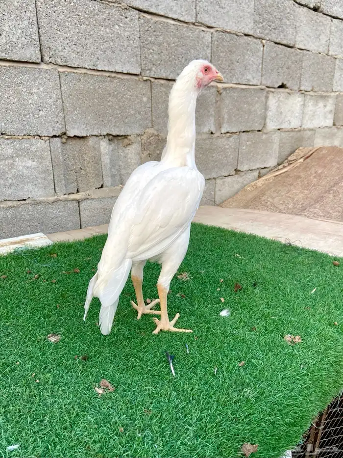 دجاجتين سندي نسل عم غبشان 7