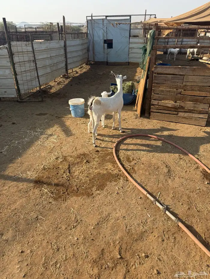 عند بيشيه تحتها تيس 0