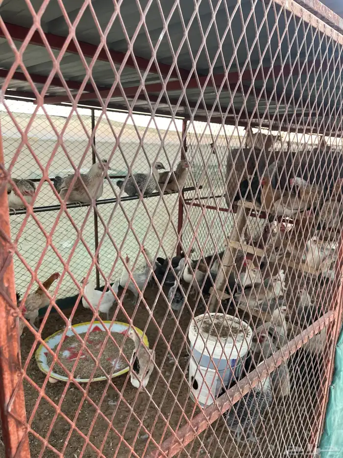 دجاج العدد 150 الصحه والبيض شرط 2