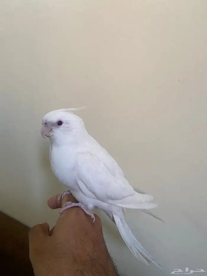 كروان البينو اليف (تم البيع) 2