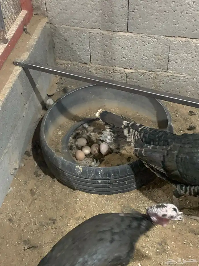 للبيع رومي بياض 2