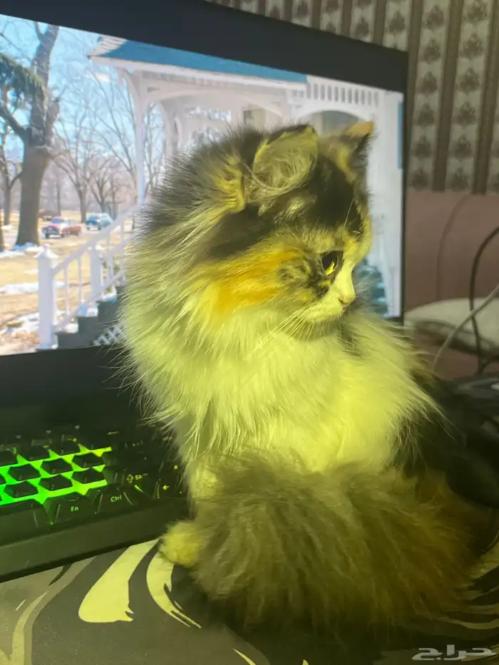 هملايا عمرها 4اشهر داخل في الخامس 2