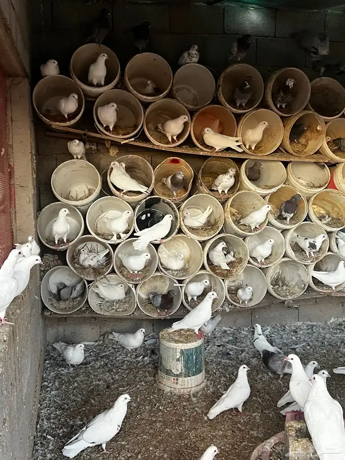 حمام للبيع 2