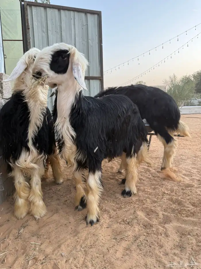 طليان نجدي طيبات ومغلقات 4