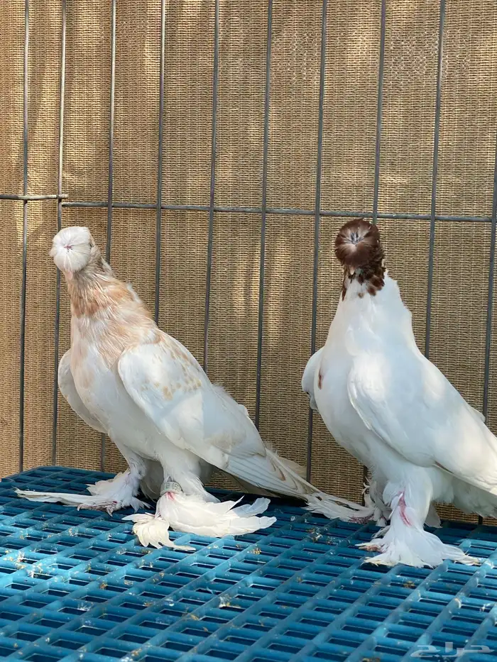 حمام زينه 10