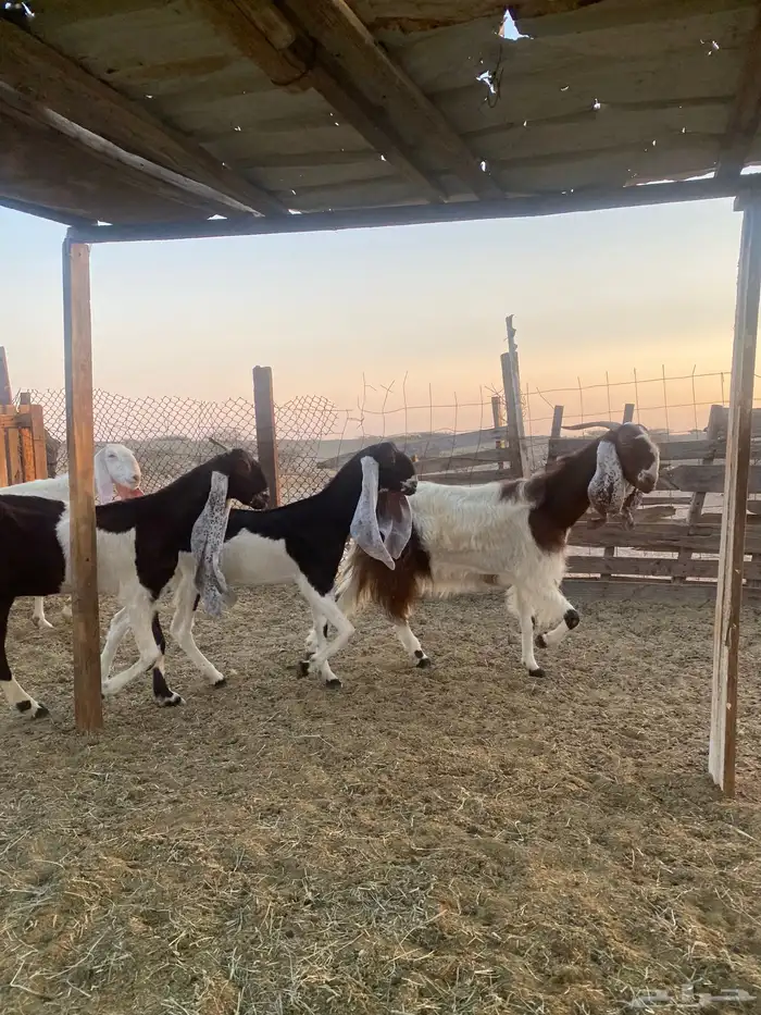 للبيع معزا مشاريك وهولنديه صنف الصنف 15