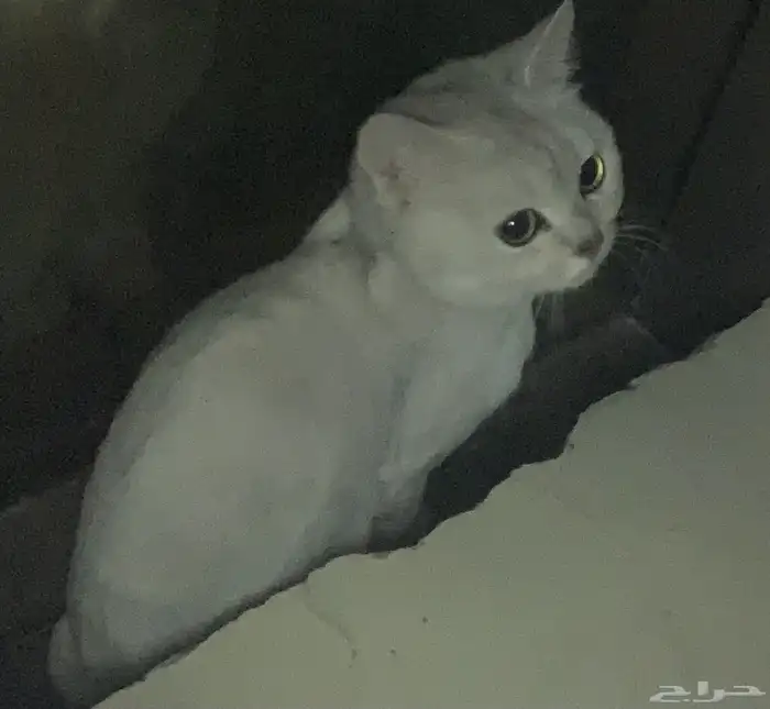 أنثى سكوتش للتبنى 2