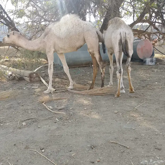 قعود وبكره وحاش 1