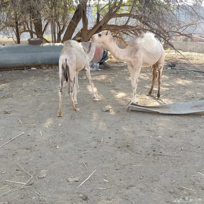 قعود وبكره وحاش 0