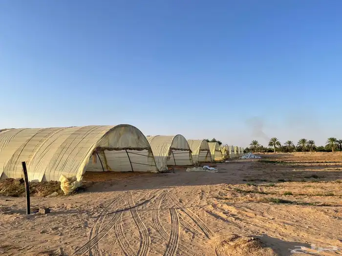 بيوت محمية للايجار في خباش نجران 4