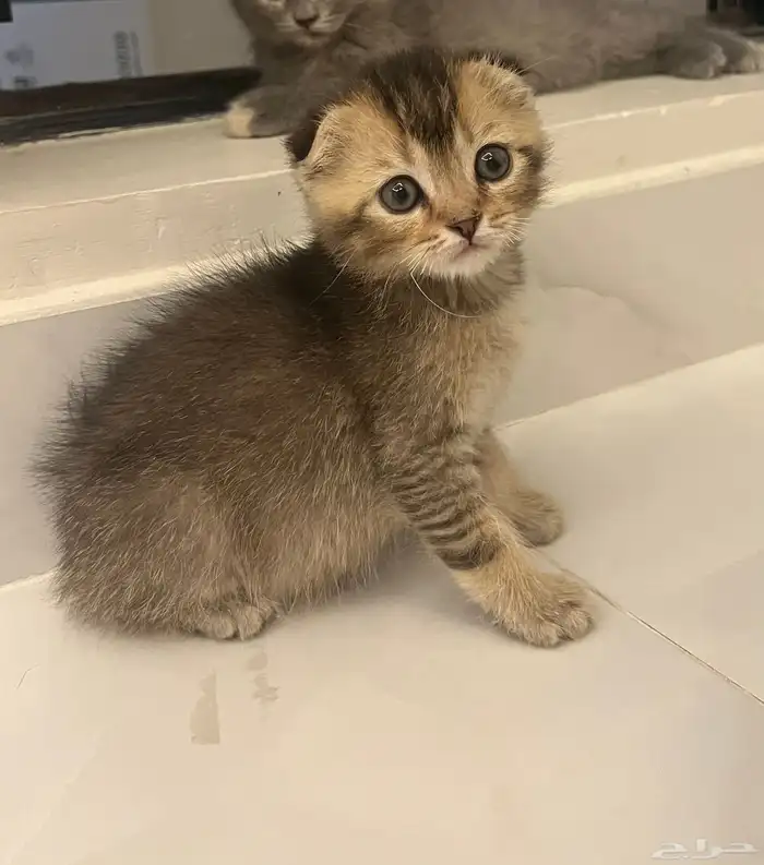 قطط (كيتن) سكوتش فولد العمر شهرين واسبوع 2