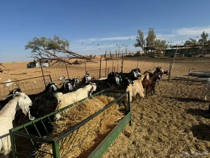 معزاء و حريات 15